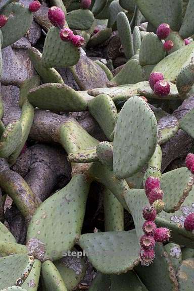 opuntia sp3 2 graphic